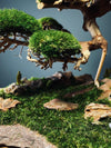 Old Guard (Preserved Plants)