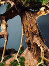 Old Guard (Preserved Plants)