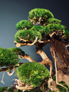 Old Guard (Preserved Plants)
