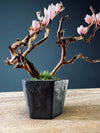 A Small Tree in the East - Blossom Mimosa (Preserved Plants)