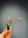 A Small Tree in the East - Blossom Mimosa (Preserved Plants)