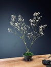 Kindling - Baby's Breath (Preserved Plants)