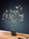 Kindling - Baby's Breath (Preserved Plants)