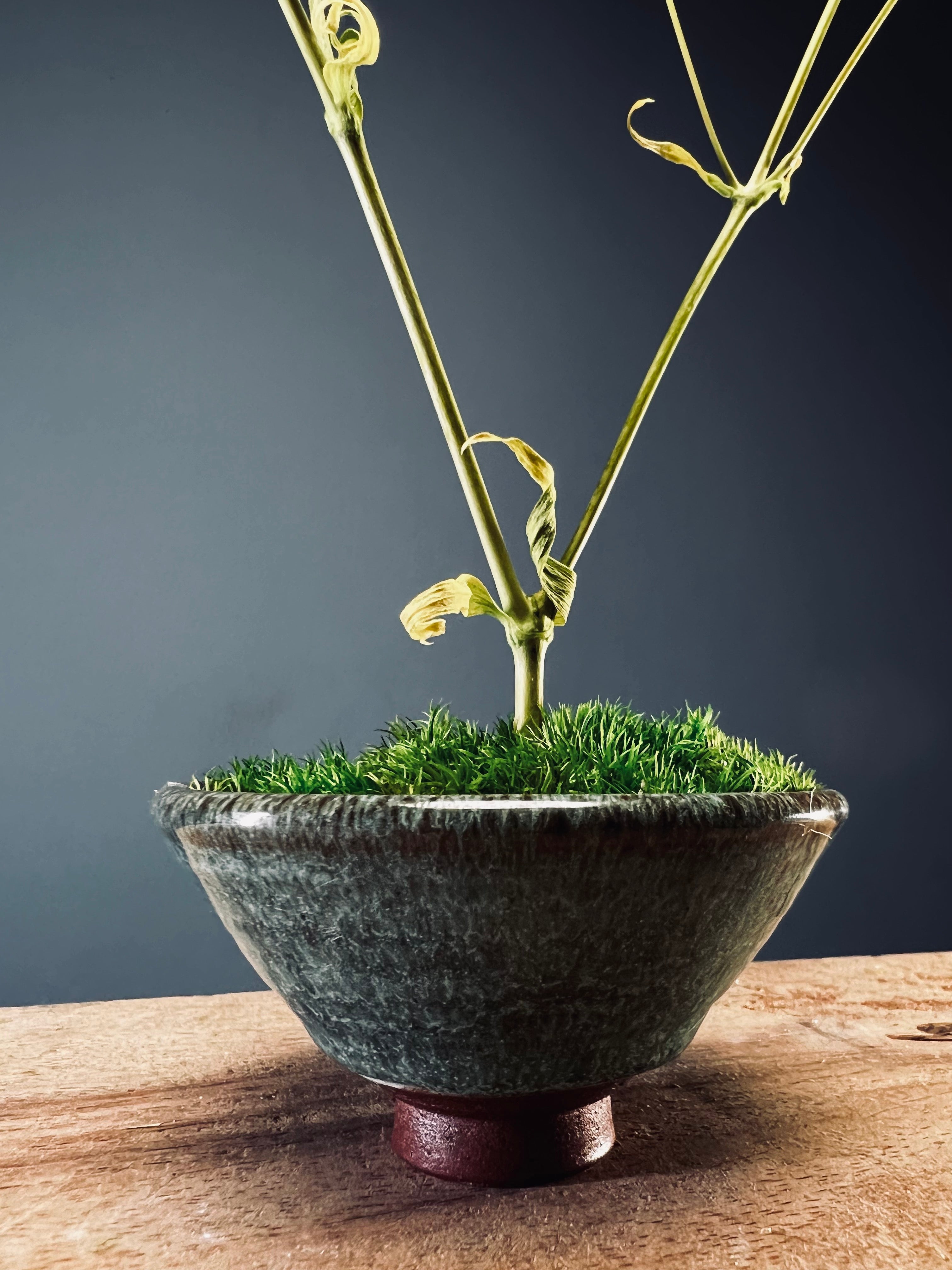 Kindling - Baby's Breath (Preserved Plants)