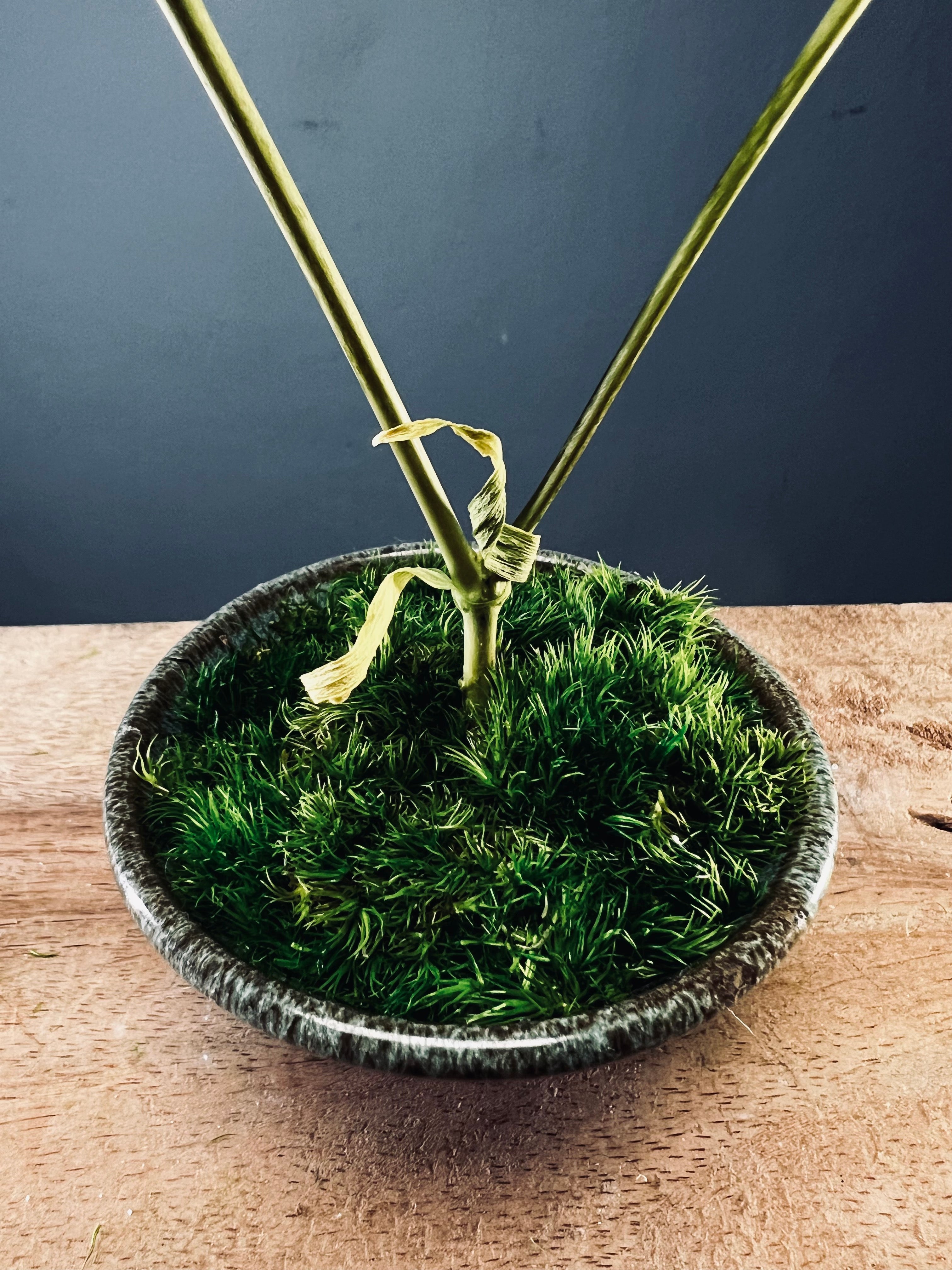 Kindling - Baby's Breath (Preserved Plants)