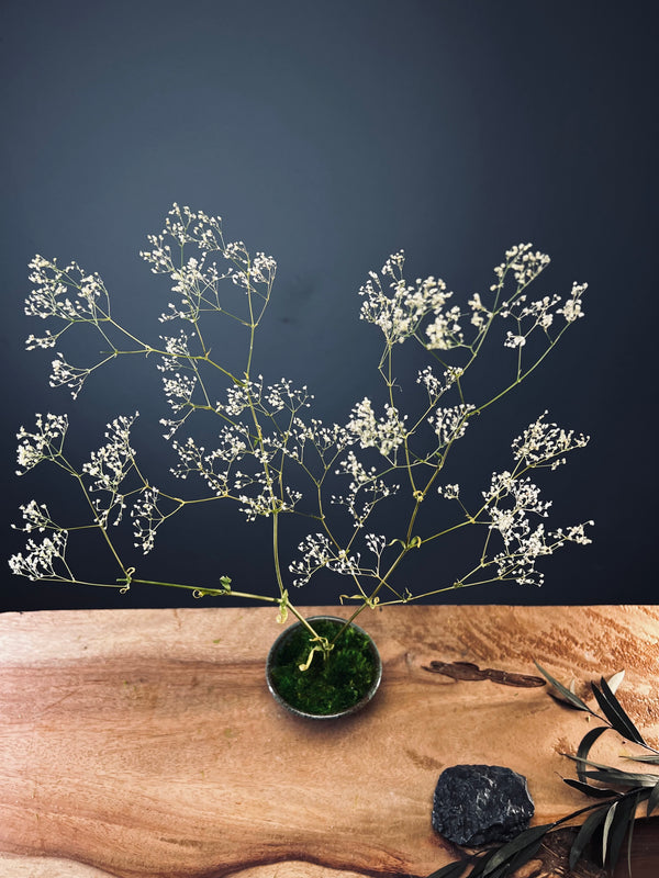 Kindling - Baby's Breath (Preserved Plants)