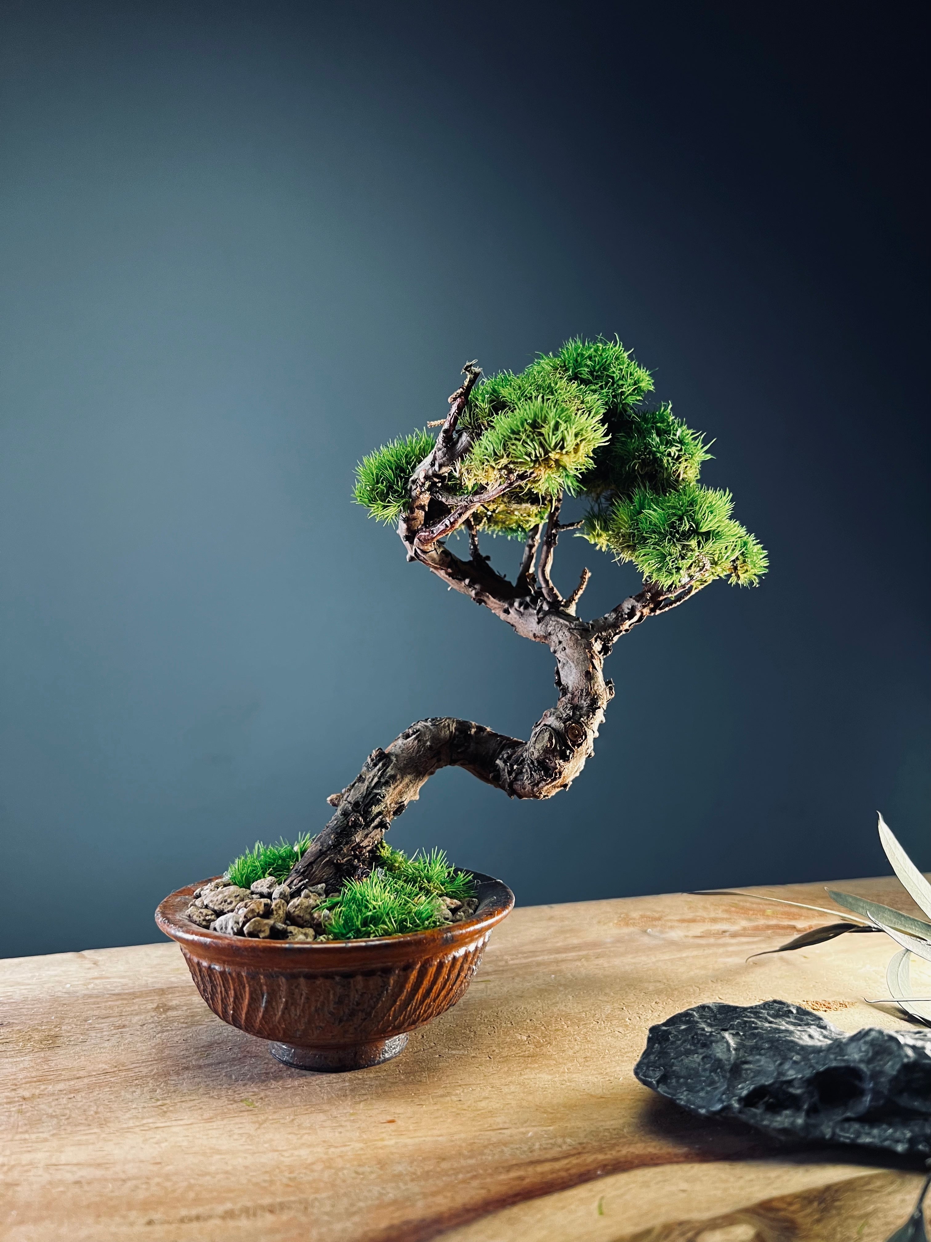 Juniper by the Winding Path (Preserved Plants)