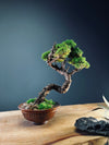 Juniper by the Winding Path (Preserved Plants)