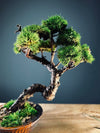 Juniper by the Winding Path (Preserved Plants)