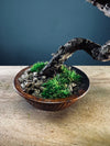 Juniper by the Winding Path (Preserved Plants)