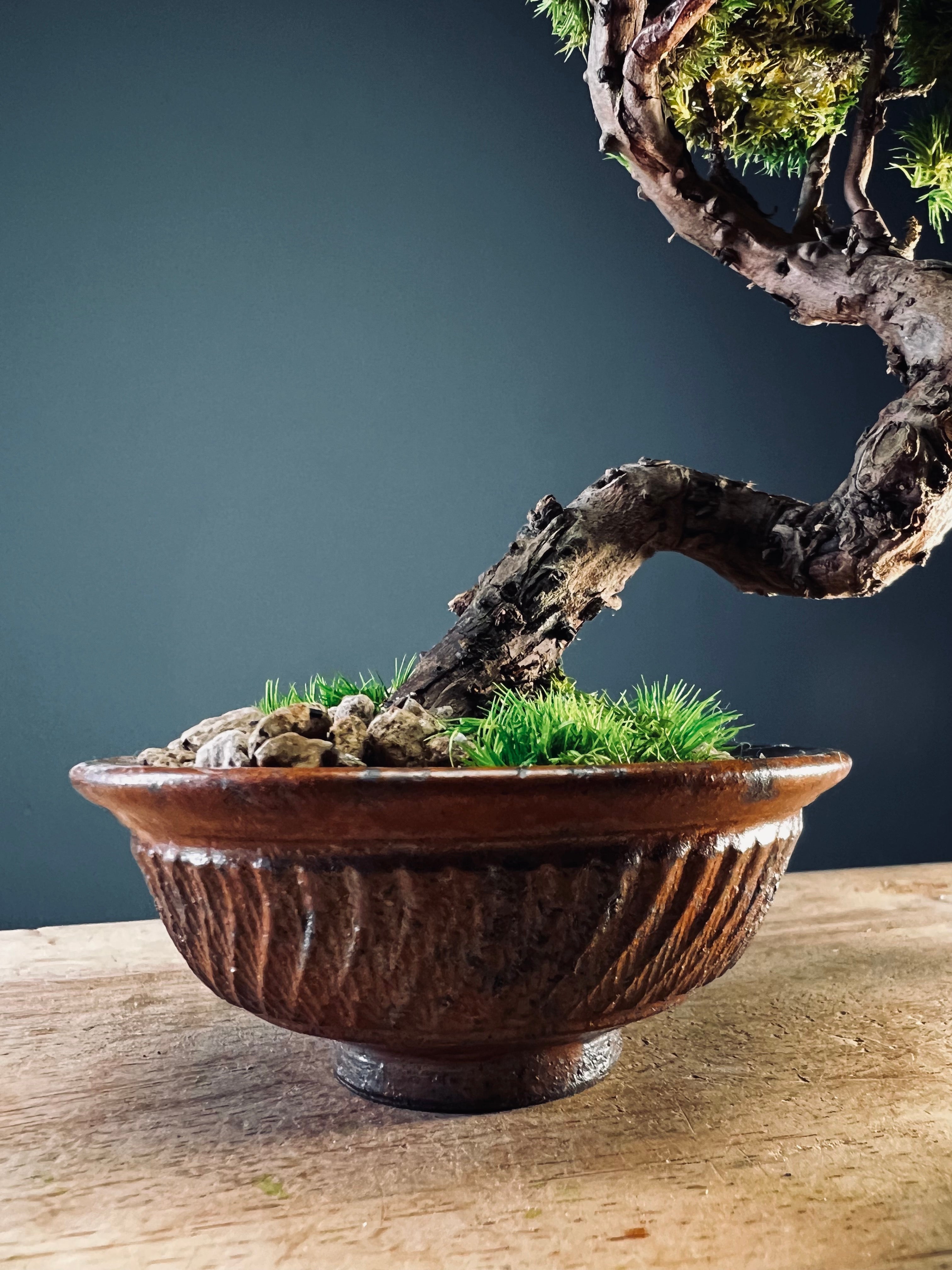 Juniper by the Winding Path (Preserved Plants)