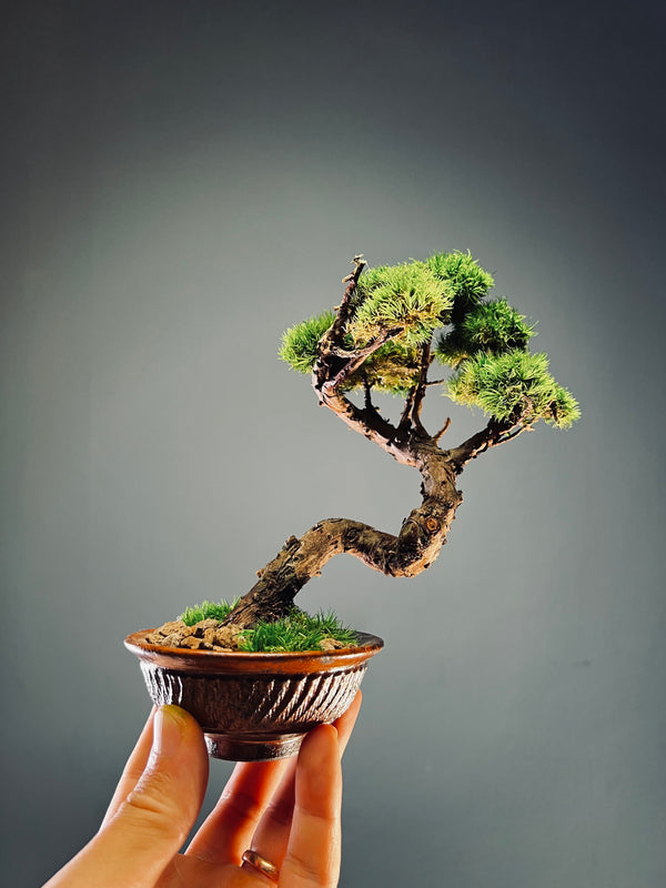 Juniper by the Winding Path (Preserved Plants)