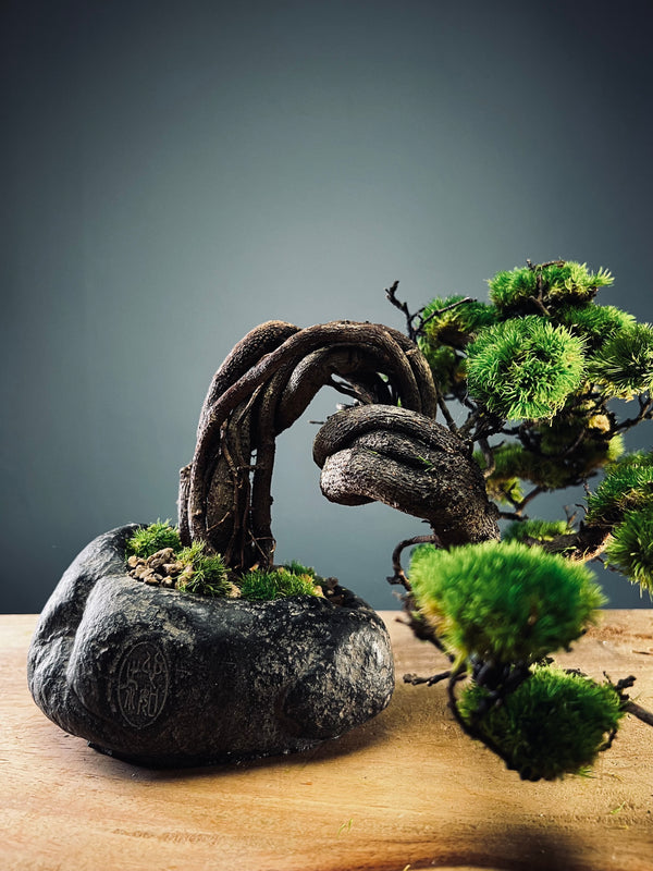 Lone Pine - Smaller version - Canopy edition (Preserved Plants)