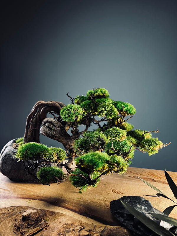 Lone Pine - Smaller version - Canopy edition (Preserved Plants)