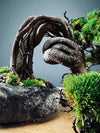 Lone Pine - Smaller version - Canopy edition (Preserved Plants)