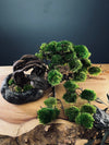 Lone Pine - Smaller version - Canopy edition (Preserved Plants)