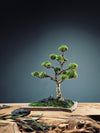 Clearwater Bay (Preserved Plants)