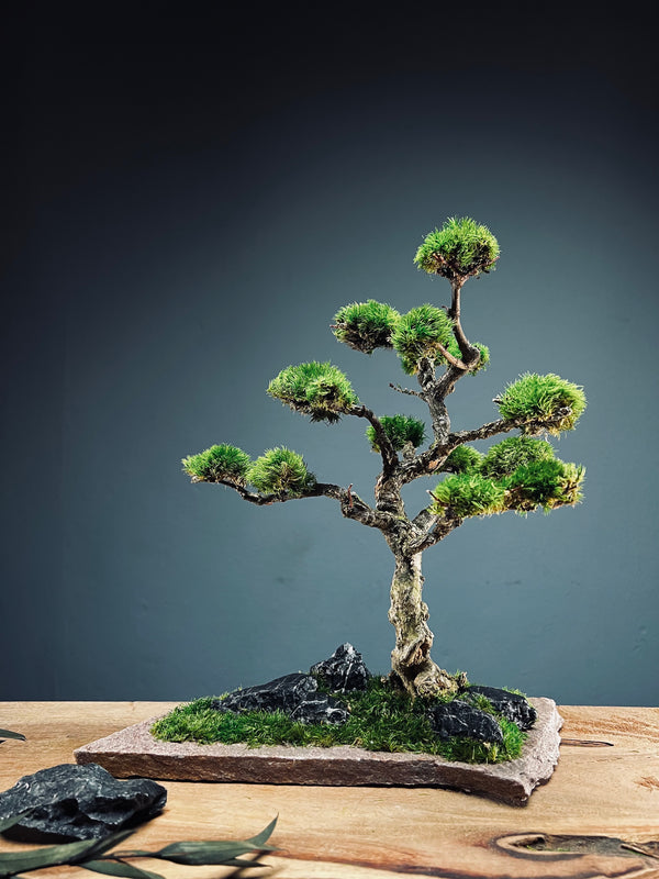 Clearwater Bay (Preserved Plants)