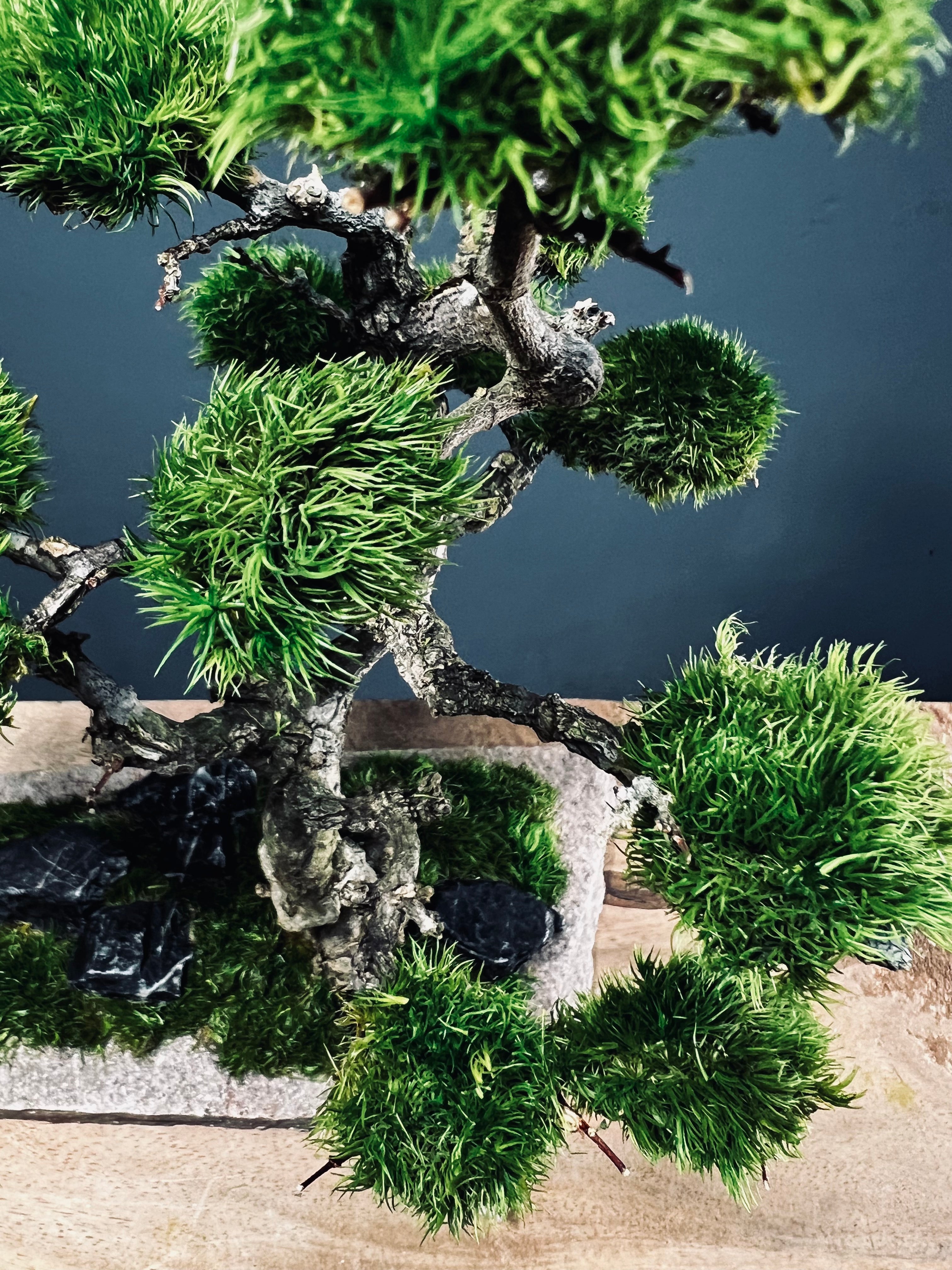 Clearwater Bay (Preserved Plants)