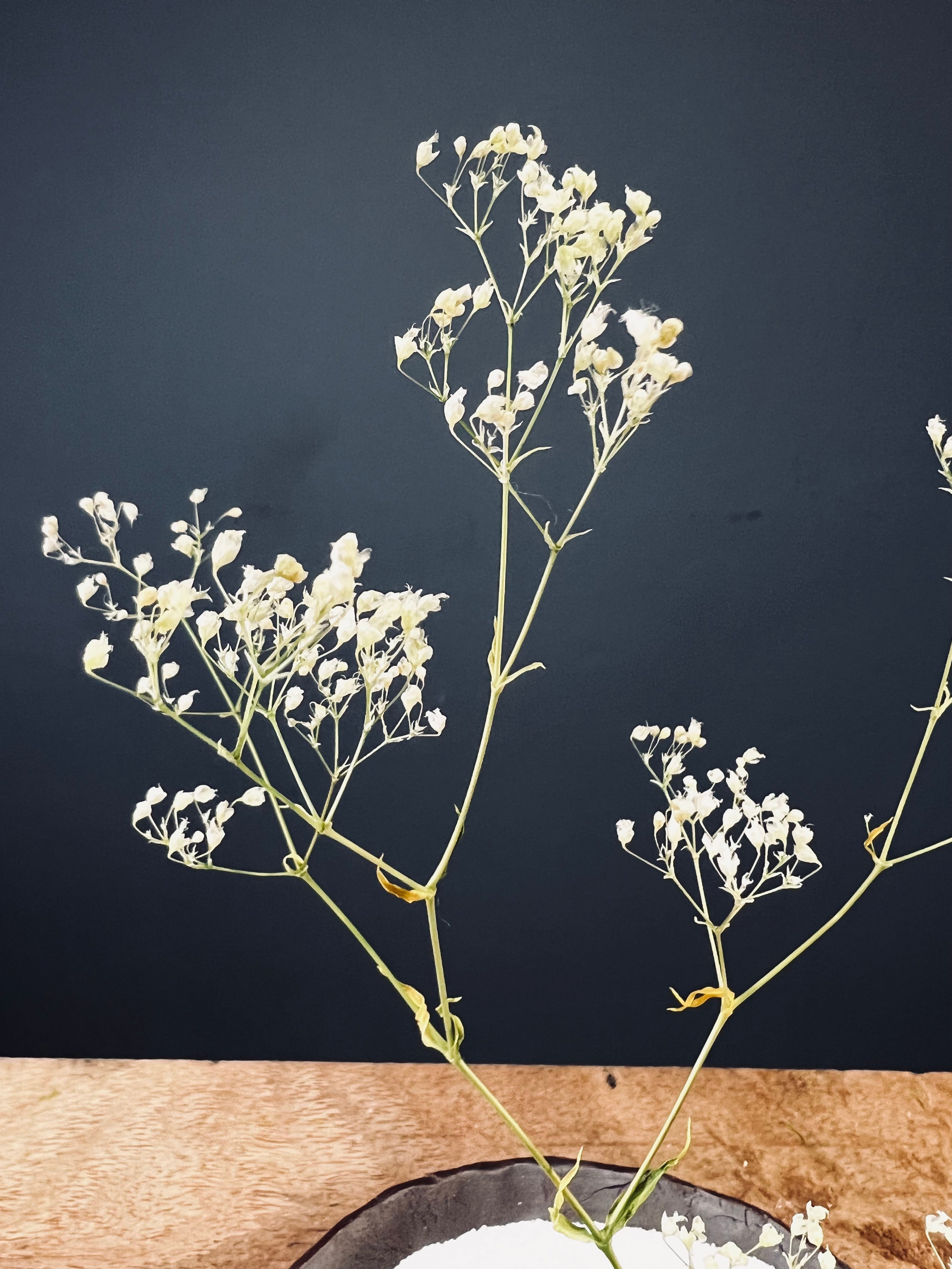 Snowfall (Preserved Plants)