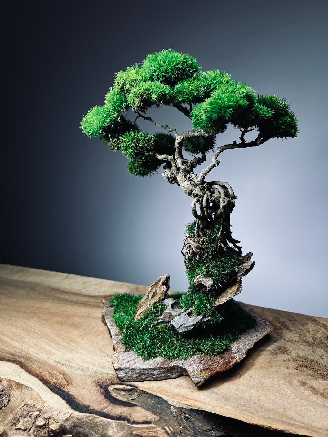 Rise - Stormy Hill edition (Preserved Plants)