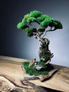 Rise - Stormy Hill edition (Preserved Plants)