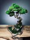 Rise - Stormy Hill edition (Preserved Plants)