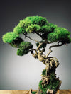 Rise - Stormy Hill edition (Preserved Plants)