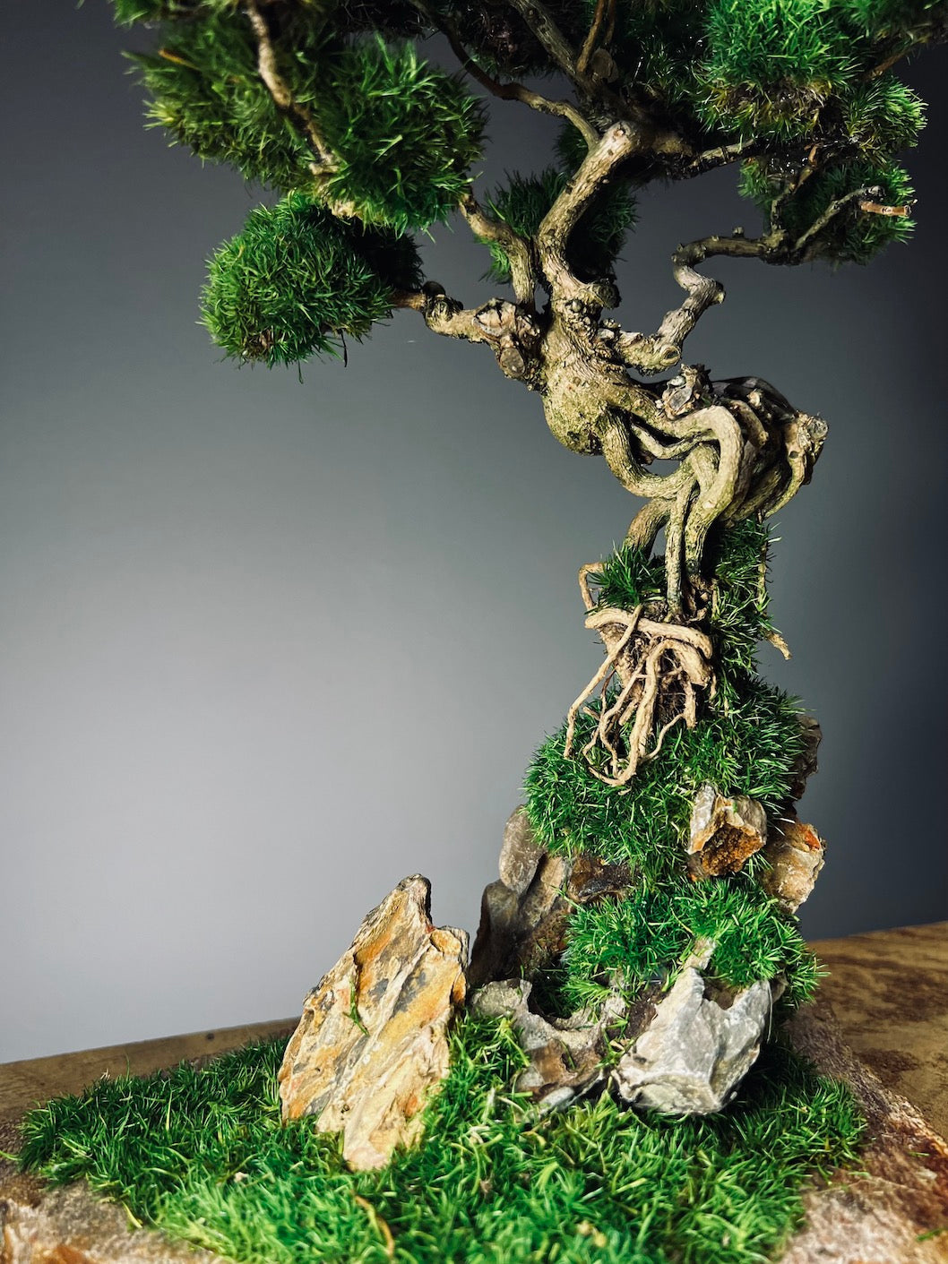 Rise - Stormy Hill edition (Preserved Plants)