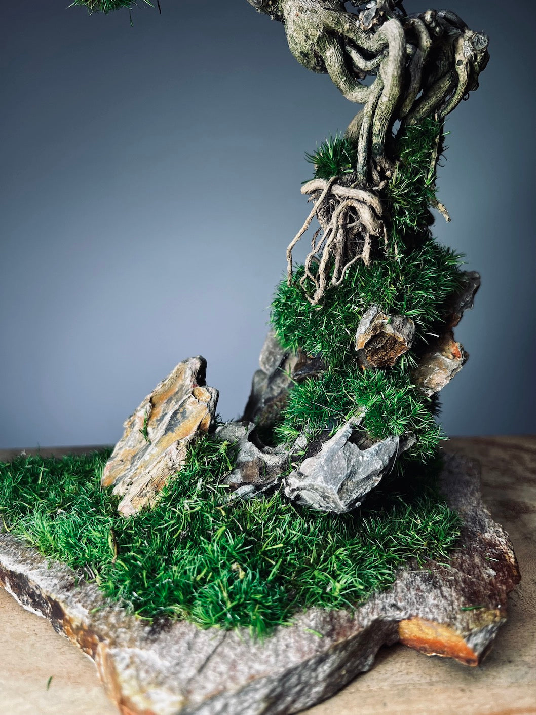 Rise - Stormy Hill edition (Preserved Plants)