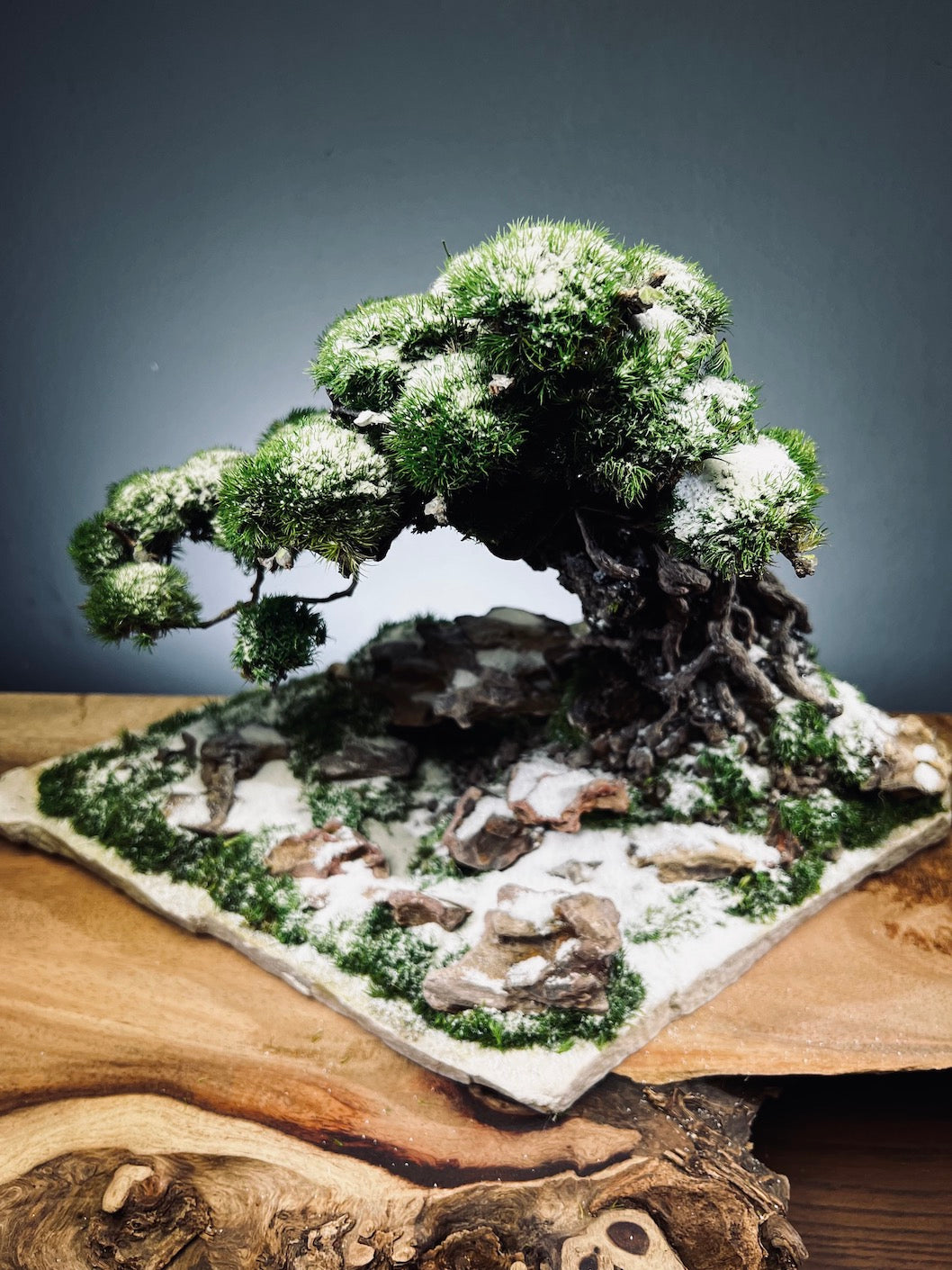 Rise - Snow Hill (Preserved Plants)