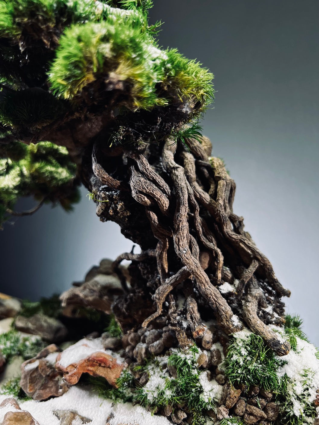 Rise - Snow Hill (Preserved Plants)