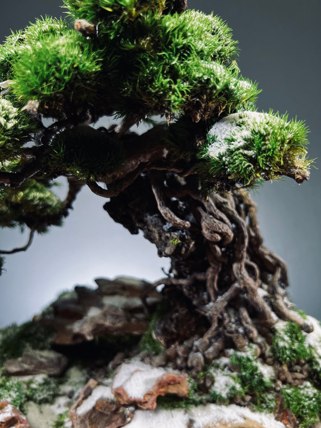 Rise - Snow Hill (Preserved Plants)