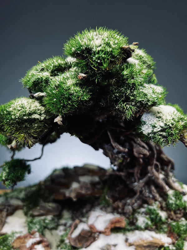 Rise - Snow Hill (Preserved Plants)