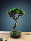 Juniper by the Winding Path (Preserved Plants)