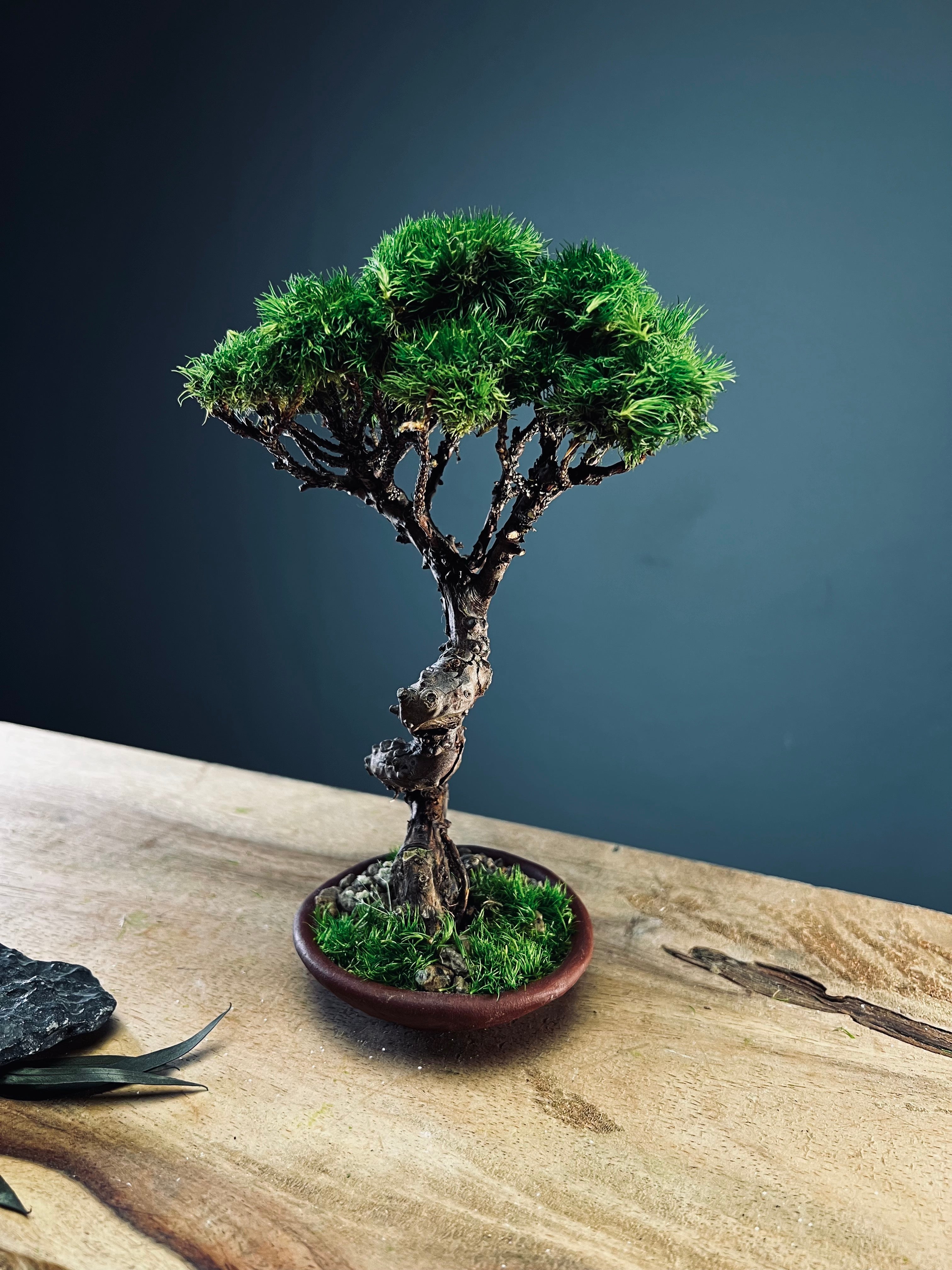 Juniper by the Winding Path (Preserved Plants)