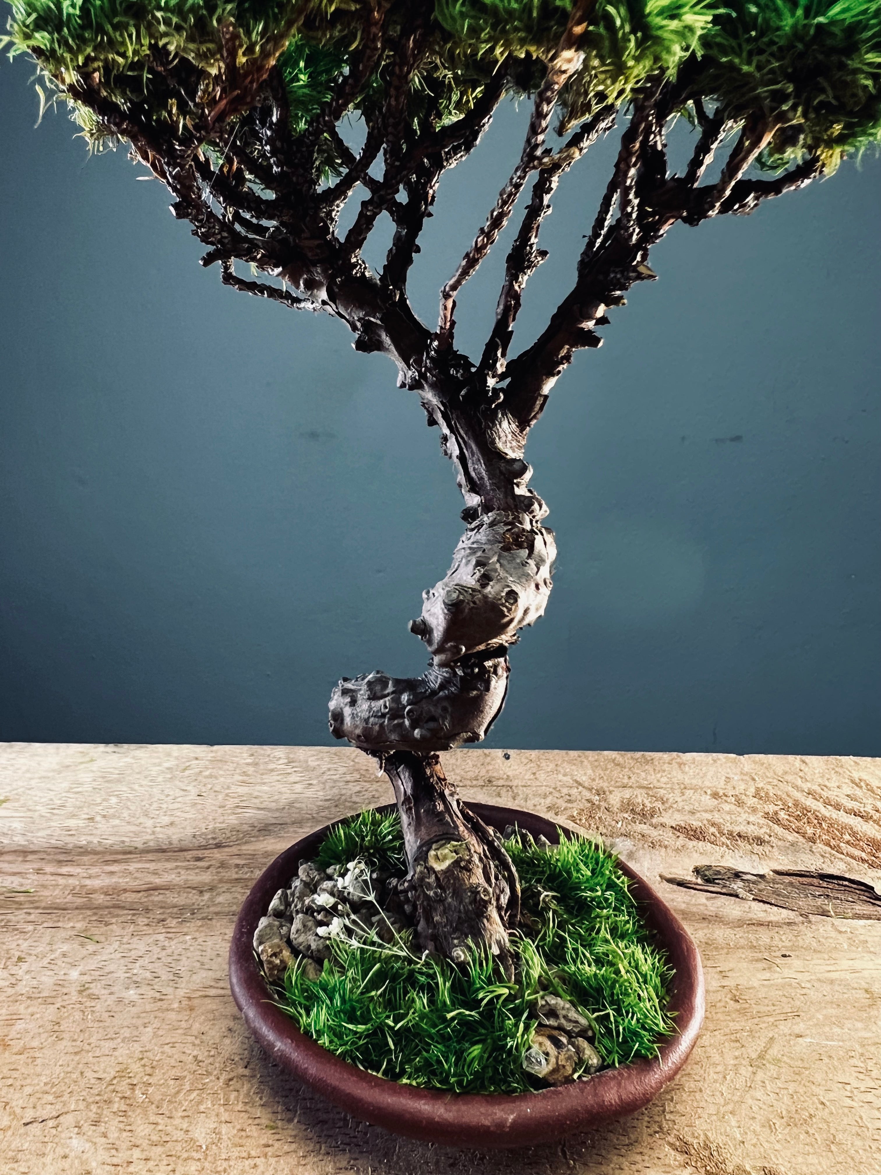 Juniper by the Winding Path (Preserved Plants)