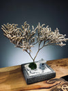 Snowfall - Anchor edition (Preserved Plants)