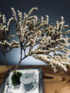 Snowfall - Anchor edition (Preserved Plants)