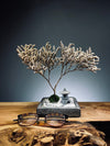 Snowfall - Anchor edition (Preserved Plants)