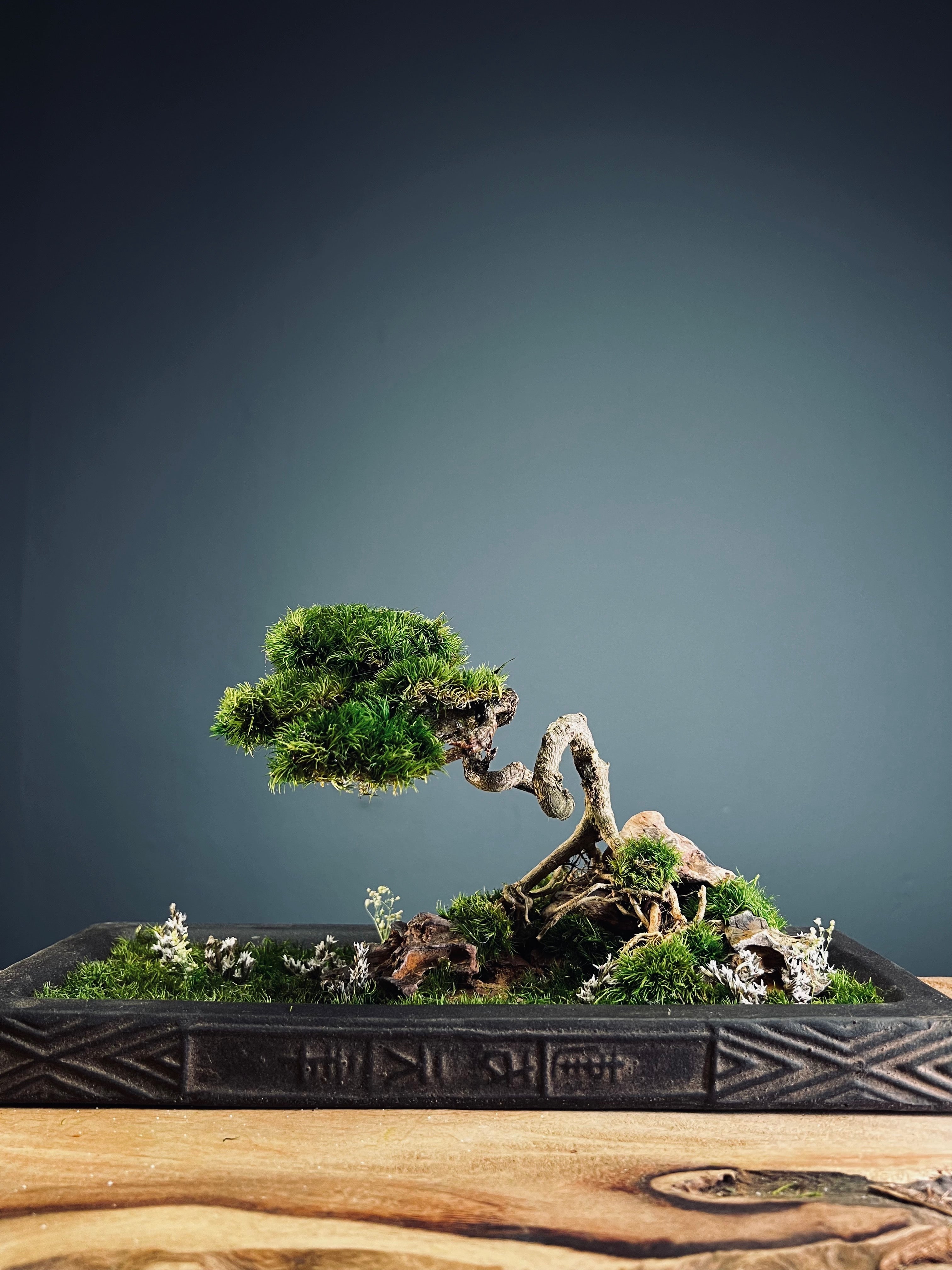 Maverick of the Green Cove (Preserved Plants)