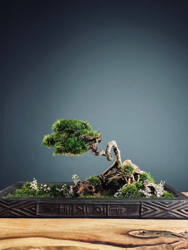 Maverick of the Green Cove (Preserved Plants)