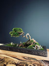 Maverick of the Green Cove (Preserved Plants)