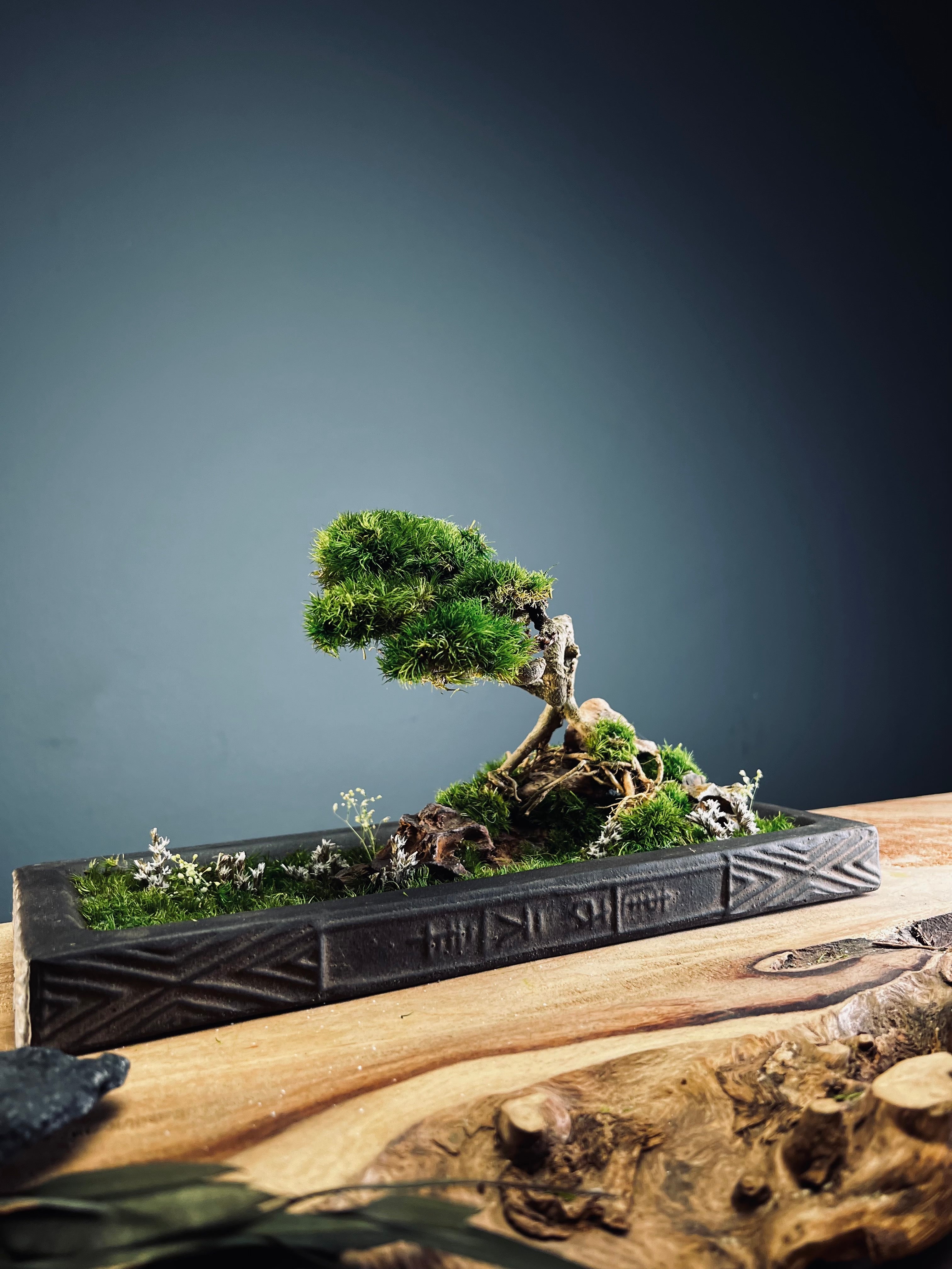 Maverick of the Green Cove (Preserved Plants)