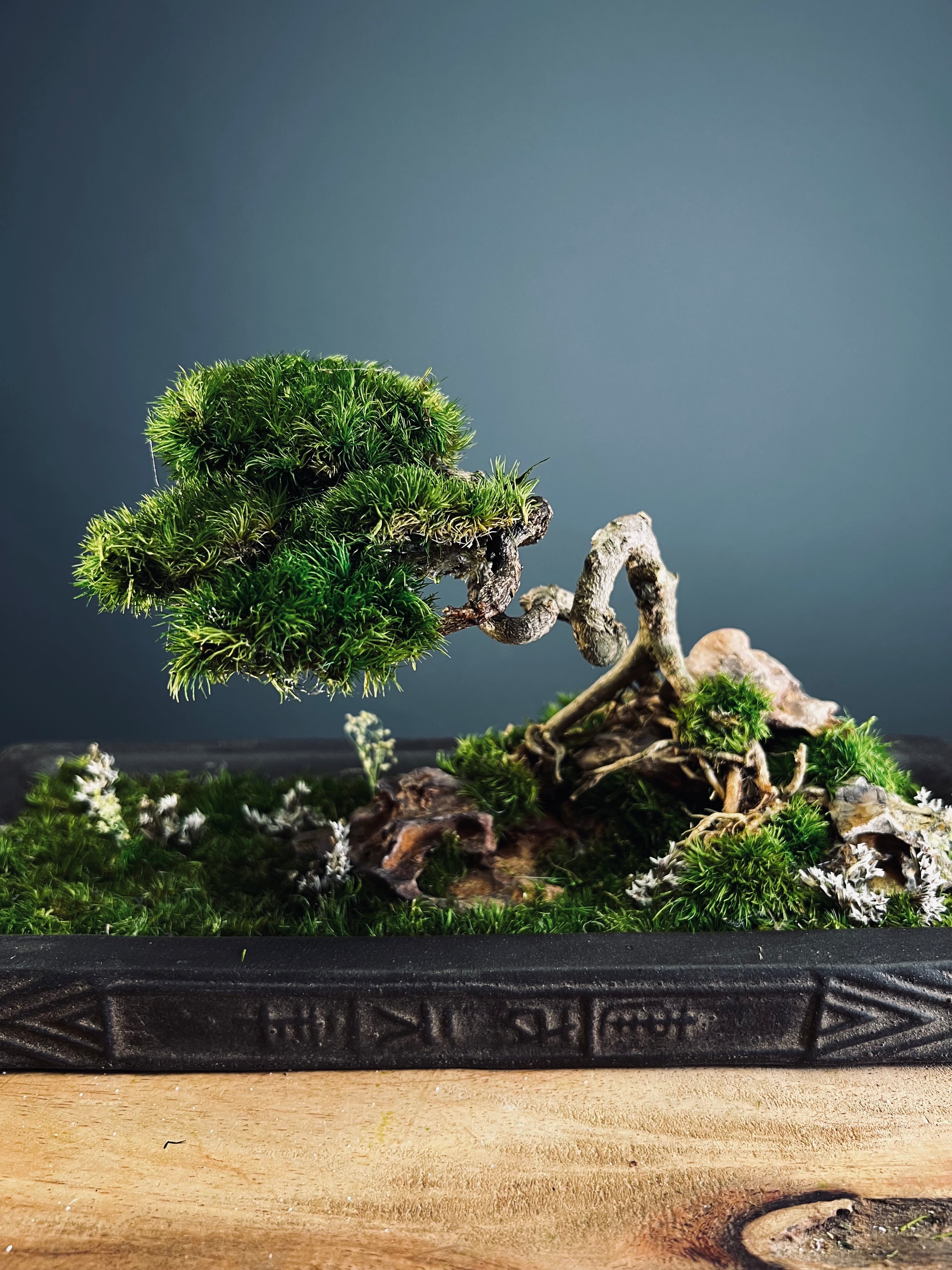 Maverick of the Green Cove (Preserved Plants)