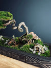 Maverick of the Green Cove (Preserved Plants)