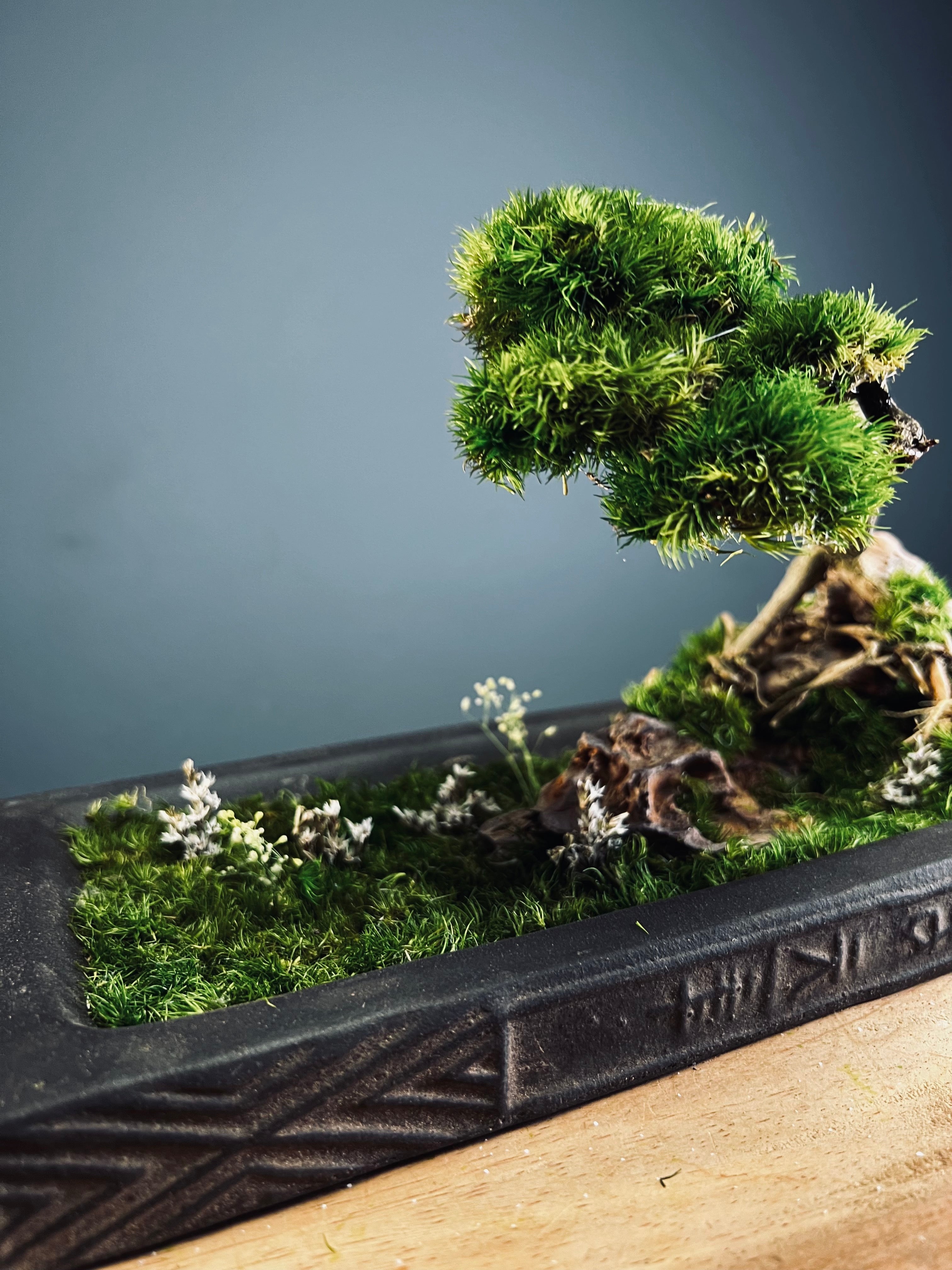 Maverick of the Green Cove (Preserved Plants)