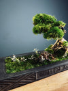 Maverick of the Green Cove (Preserved Plants)
