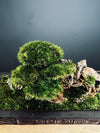 Maverick of the Green Cove (Preserved Plants)