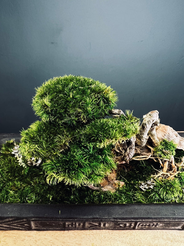 Maverick of the Green Cove (Preserved Plants)